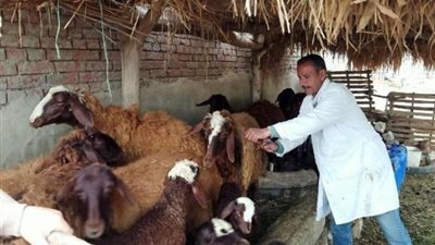 حملة بيطرية تعالج وتحصّن 325 رأس ماشية بأبو حمص في البحيرة