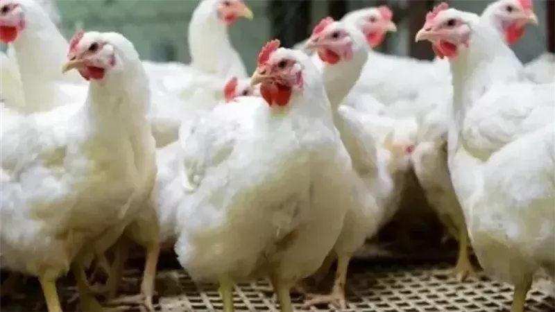 أسعار الدواجن