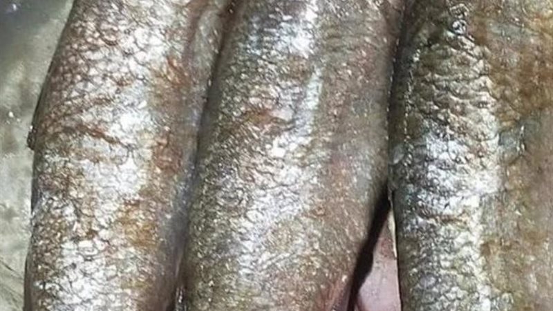 الرقابة علي الفسيخ