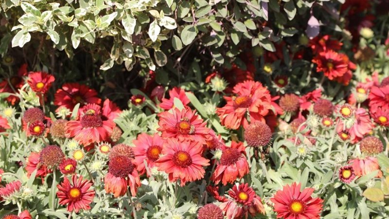 معرض زهور الربيع