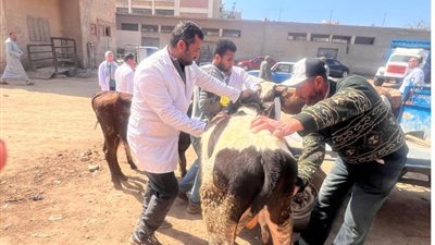 قافلة بيطرية مجانية بكفر الدوار تعالج وتحصن 500 رأس ماشية بالبحيرة