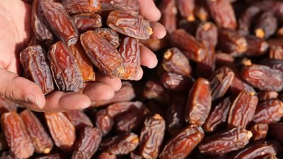 من النخيل إلى الأسواق العالمية.. الزراعة تطلق خطة لتطوير تداول وحفظ التمور