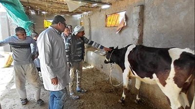 قافلة بيطرية ميدانية بجنوب سيناء لفحص الماشية وتقديم خدمات علاجية مجانية