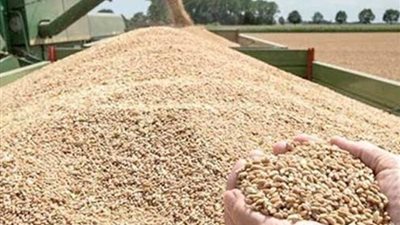 600 طن قمح حصيلة التوريد بشون البحيرة منذ انطلاق الموسم