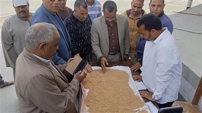 المنيا تفتح موسم القمح بقوة.. توريد 9 آلاف طن في أول أيام الحصاد