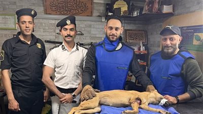 شرطة النجدة تنقذ كلبًا مصابًا وتنقله للعلاج في بورسعيد |تفاصيل وصور