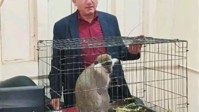 بقرار من النيابة العامة ...إيداع نسناس الزنكلون بحديقة حيوان الزقازيق