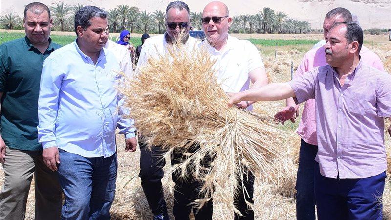 توريد القمح بسوهاج