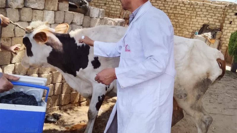 بيطري المنيا 