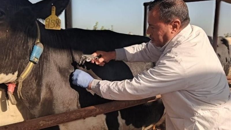 علاج الماشية