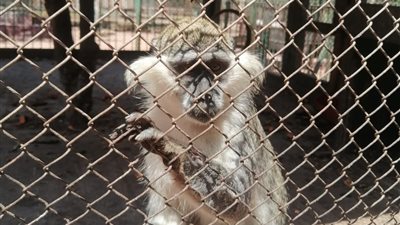 بعد تحصينه في حديقة الحيوانات.. فحص نسناس الزنكلون وتوفير الرعاية الطبية له 