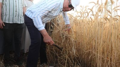 محافظ المنيا يختتم موسم حصاد القمح بمشاركة الفلاحين في الأرض