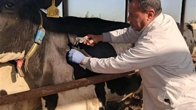 غداً... إنطلاق الحملة القومية لتحصين الماشية ضد مرضى الحمى القلاعية وحمى الوادي المتصدع بالشرقية