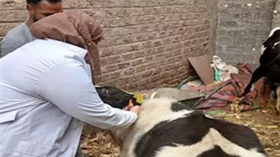 انطلاق أكبر حملة لتحصين الماشية في البحيرة لمواجهة الأمراض الوبائية