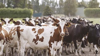 وزارة الزراعة تُحذر من تداول لقاحات مجهولة المصدر للتحصين ضد الحمى القلاعية SAT-1