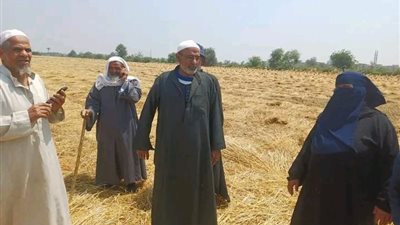 ضبط المتهم فى واقعة سرقة محصول القمح بالشرقية والنيابة تباشر التحقيق