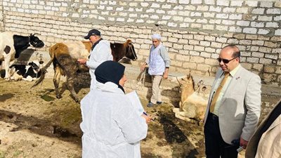 تحصين 14 ألف رأس ماشية ضد الحمى القلاعية والوادي المتصدع بالدقهلية 