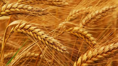 ثورة القمح في الصحراء: إنجاز علمي مصري يحوّل الأراضي المالحة إلى مصدر للأمن الغذائي