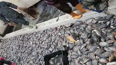 اعتماد أوروبي لخطط جهاز حماية وتنمية البحيرات تمهيدًا لتصدير الأسماك المصرية