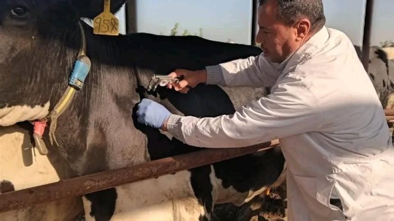 تحصين الماشية ضد الحمى القلاعية 