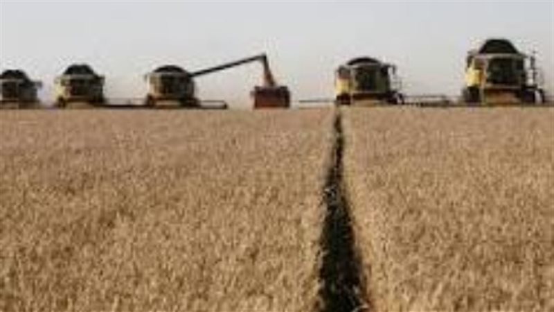 القمح المصرى