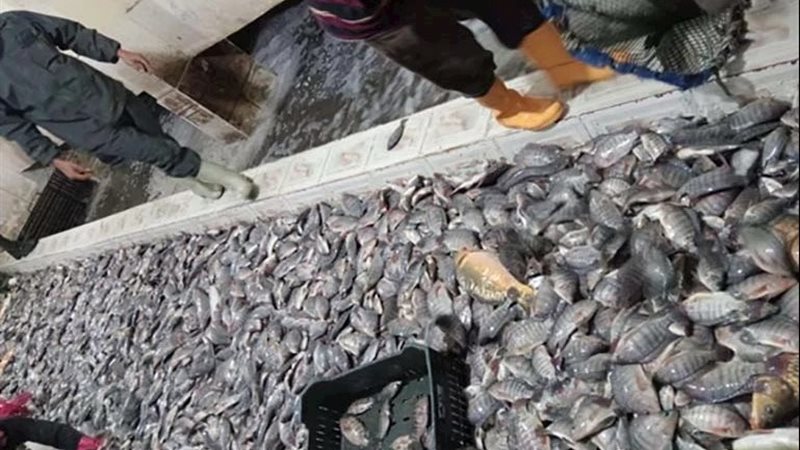 الأسماك المصرية