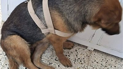 مستشفى كلية الطب البيطري بقنا يشخّص حالة نادرة لـ «جيرمان شيبرد» مصابة بنزيف في البول 