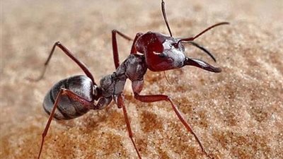 النمل الإبري الآسيوي يغزو أميركا.. هل تتحول الحشرة السامة إلى تهديد واسع؟