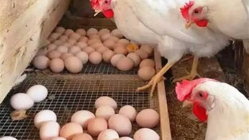 الفراخ والبيض 