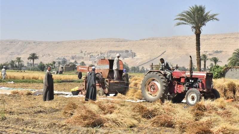 حصاد القمح بأسيوط