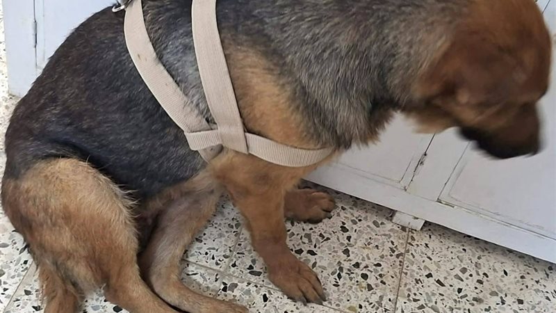 مستشفى قنا الجامعي