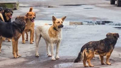 بين الرحمة وحماية المجتمع.. كيف يمكن مواجهة أزمة الكلاب الضالة دون التخلي عن الإنسانية؟