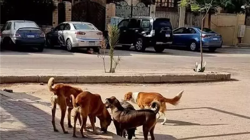  انتشار الكلاب الضالة