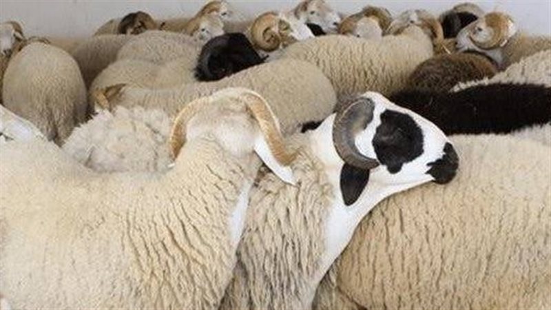 صورة موضوعية 