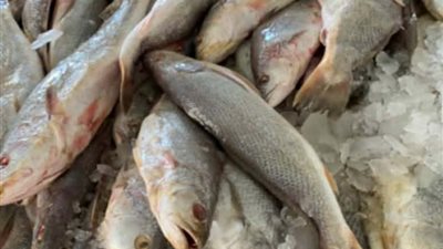 قبل بيعها لأهالي البحيرة.. ضبط طن أسماك غير صالحة للاستهلاك الآدمي