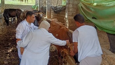 تحصين 111270 رأس ماشية ضد الحمى القلاعية والوادي المتصدع والجلد العقدي بالفيوم