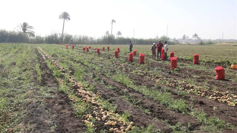 مزارع البطاطس