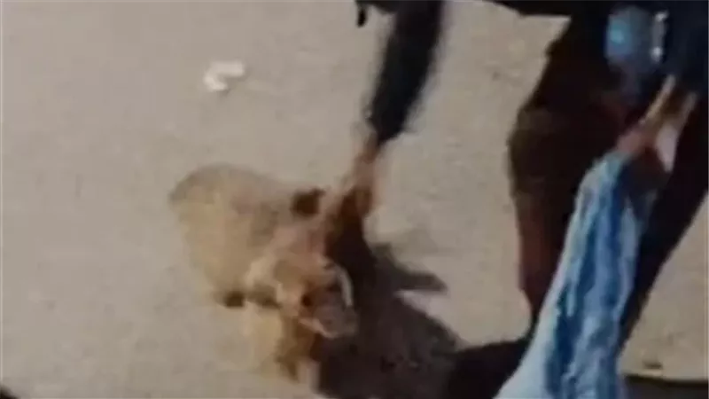 الواقعة 