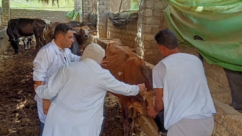 اثناء تحصين الماشيه