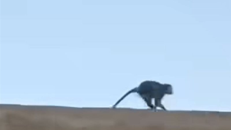 الاسكندريه 