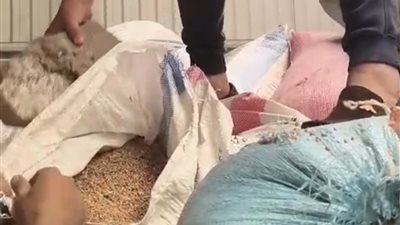 قبل بيعها.. ضبط 2.5 طن قمح مخلوط بالأتربة ومصاب بالسوس والحشرات الحية بالفيوم