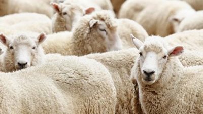  محافظ القاهرة يعلن الاستعدادات الخاصة باستقبال عيد الأضحى المبارك