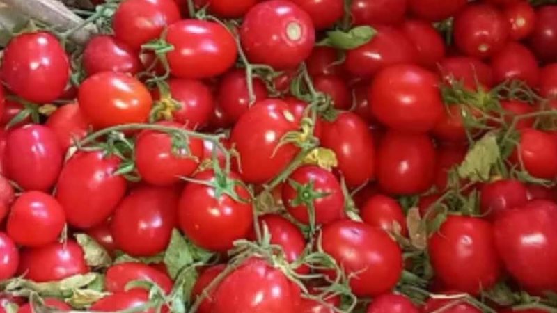 اسعار الطماطم اليوم