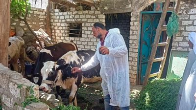 تحصين 89 ألف رأس ماشية ضمن الحملة القومية ضد الحمي القلاعية بالمنيا 