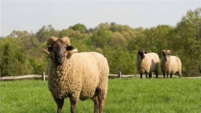الإفتاء تحذر من ذبح الأضحية دون تدريب.. الرحمة شرط في شعائر الأضاحي