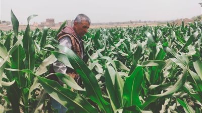 زراعة الشرقية تنفذ 5 فعاليات إرشادية ورقابية لدعم المزارعين وتعزيز الإنتاج الزراعي