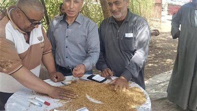 توريد 255 ألف طن قمح لمواقع التخزين والصوامع في الدقهلية 