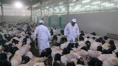 متحدث الزراعة: تجاوزنا 60% من الاكتفاء الذاتي من اللحوم و90% من الدواجن