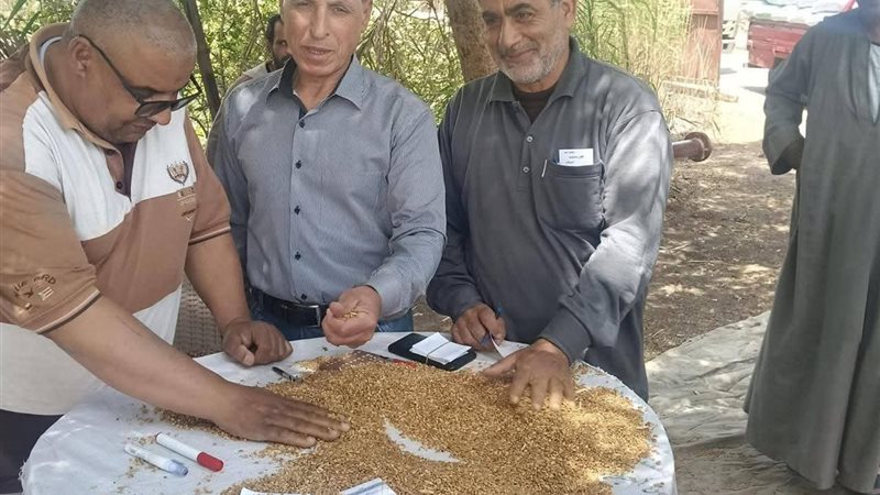 توريد القمح 