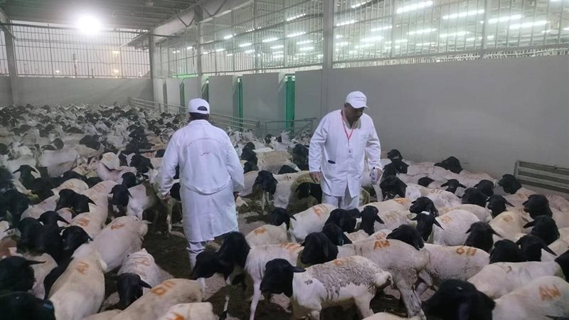 الاضاحي